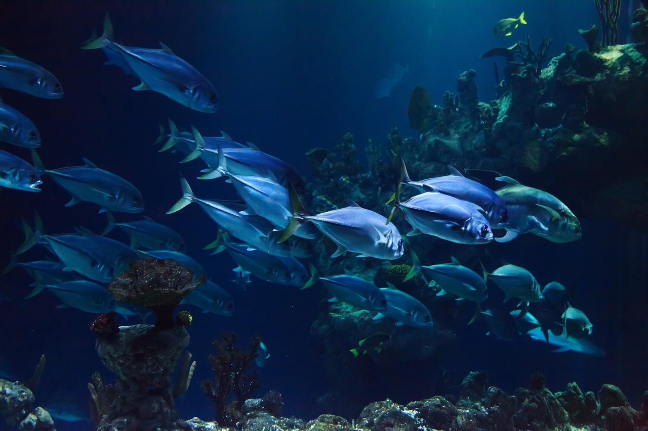 animal-aquarium-aquatic-21668 animal, aquarium, aquatic-21668.jpg